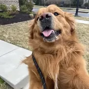 nugget (golden retriever)