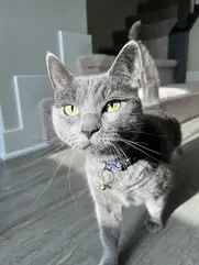 gray cat in light