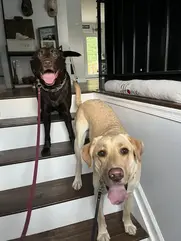 two dogs on the stairs