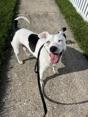 pitbull on a walk