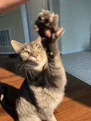 cat reaching