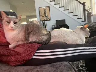 two cats relaxing