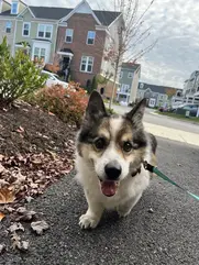 corgi walking