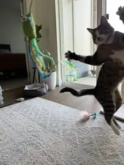 cat jumping and playing