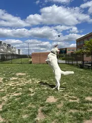 white husky jumping