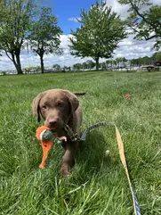 bay retriever in grass