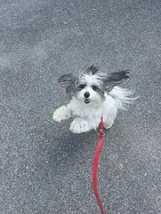 small dog on leash