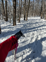Kate (greyhound) in a snowy forest