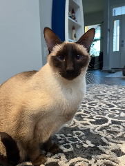 Kiki (siamese cat) on bed
