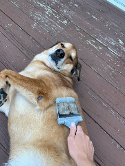 Hutch (collie mix) being brushed