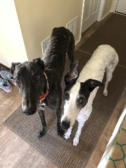 Torque (greyhound) and Kate (greyhound)