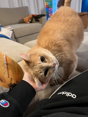 Noah (cat) being pet