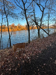 Goose (boxer) walking on a trail