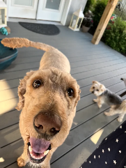 Bentley (doodle) on the deck