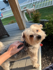 Buddy (yorkie) on the deck