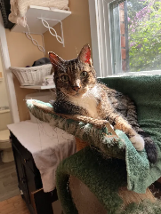 Pip (cat) sitting by a window