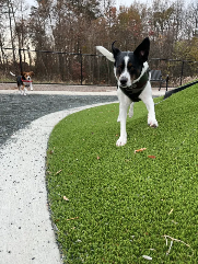 Cooper (mixed breed) and Oakley (beagle) running at a dog park