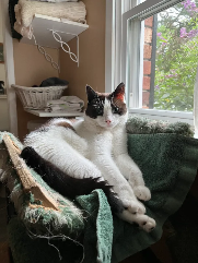 Penny (cat) sitting by a window