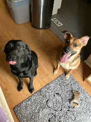 Guinness (lab) and Millie (german shepherd) sitting