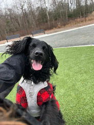 Rider (dog) at dog park
