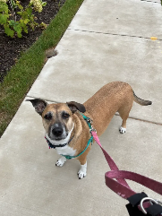 Peaches (pitbull mix) on a walk