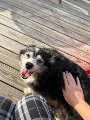 Daisy (toy australian shepherd)