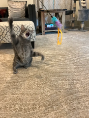 Beau (cat) playing with a string toy