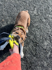 Hugo (bulldog) playing tug of war