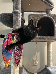 Mushroom (cat) in a cat tree