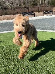 Hudson (doodle) at dog park