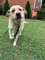 Tucker (lab) in yard