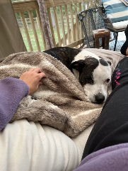 Maya (pitbull) laying on a couch