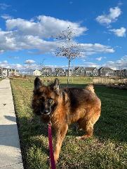 Layka (german shepherd) on a walk