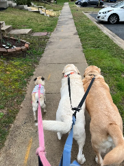 Phoebe (pug), Finn (lab), and tucker (lab) on a walk