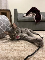 Beau (cat) laying on carpet