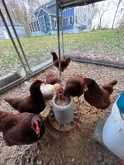 Chickens eating chicken feed
