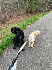 Rider (dog) and Finn (dog) on a walk