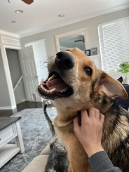 Anya (german shepherd) being scratched on a couch
