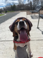 Oakley (beagle) with a beanie on