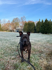 Bolt (pitbull) in field