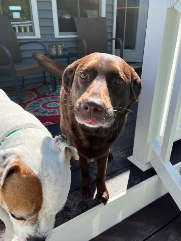Ruby (brown lab) and Mama (pitbull)