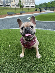 Bliss (french bulldog) sitting