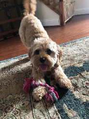 Bentley (dog) playing with toy