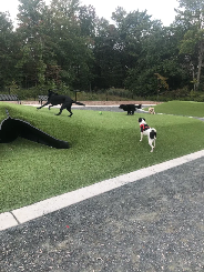 Dogs playing at the dog park