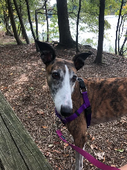 Molly (greyhound) on a walk