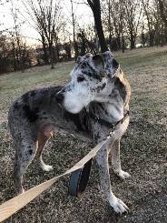 Hank (great dane) on a walk