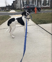 Cooper (dog) on a walk