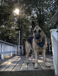 Deimos (german shepherd) standing on deck