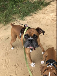 Game and Goose (boxers) on a walk