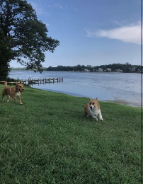 Nero (corgi) and mayan (corgi mix) playing in yard